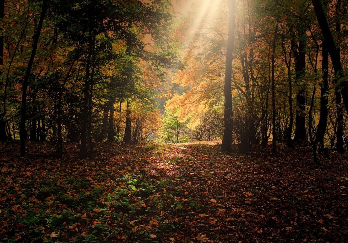 132369-autumn-287393_1920