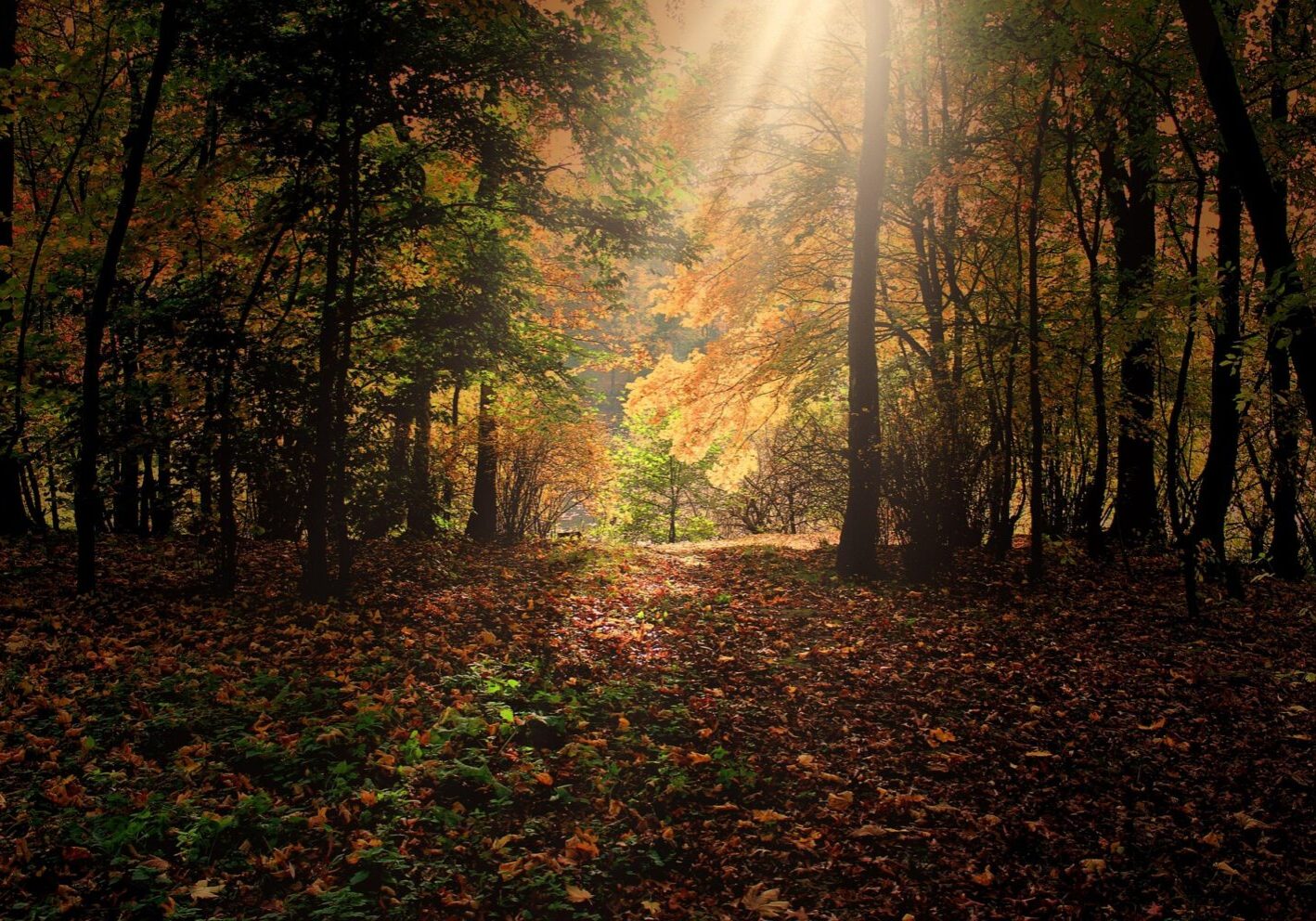 132369-autumn-287393_1920