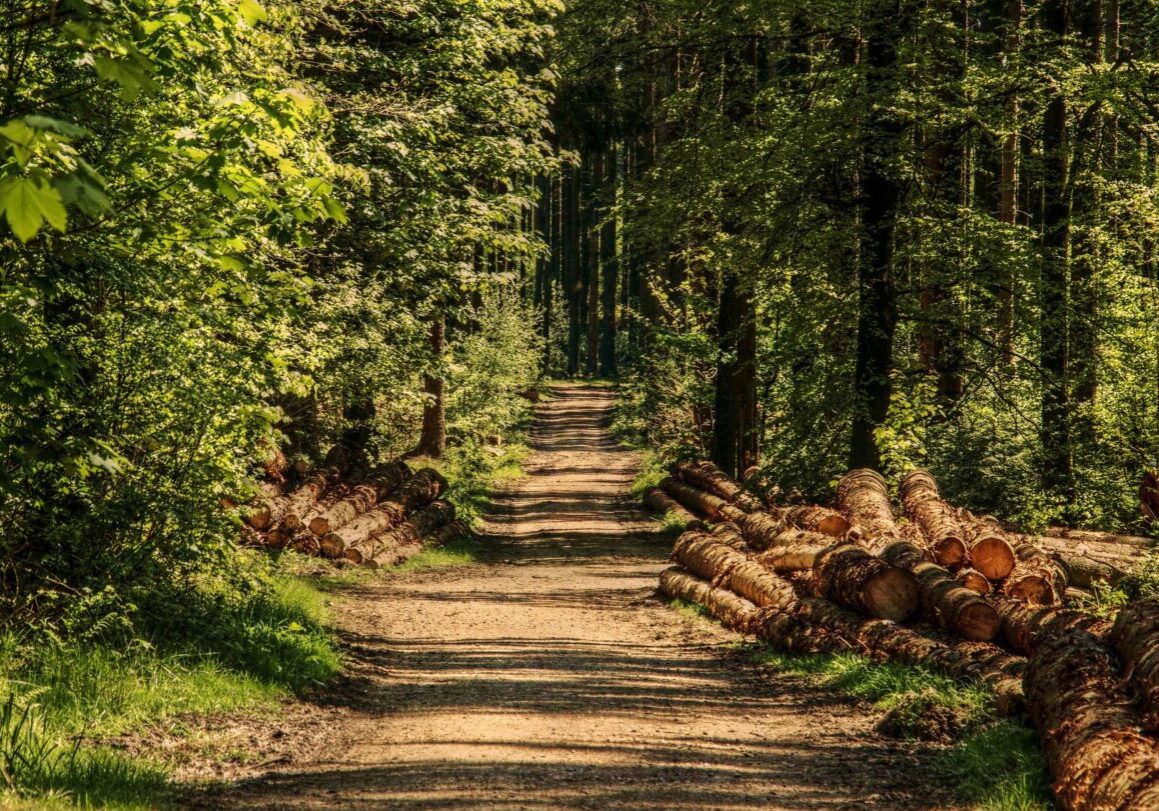 noname_13-trees-3410836_1920
